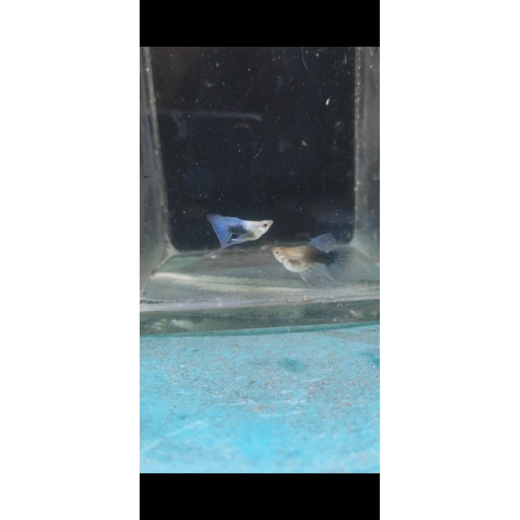 hiasan akuarium guppy hb blue sb ribbon