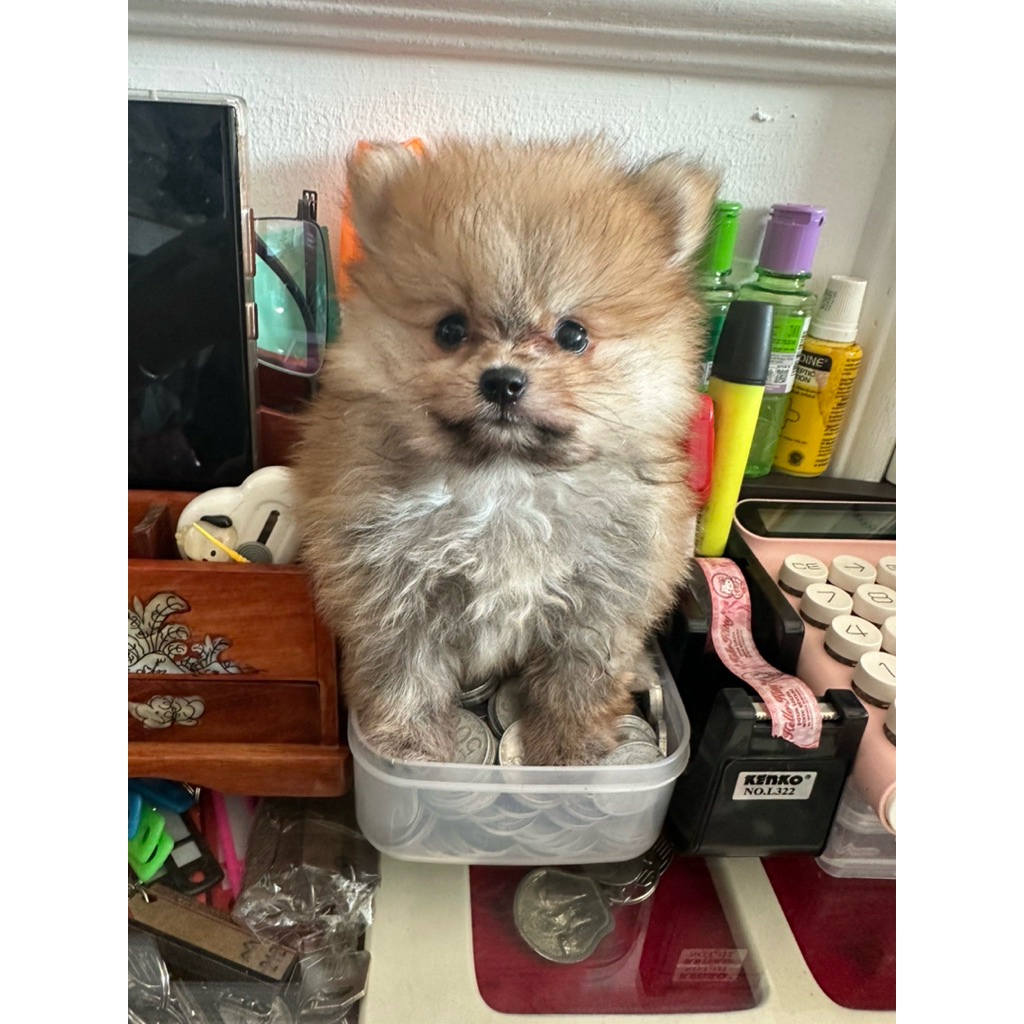 anjing minipom stambum betina
