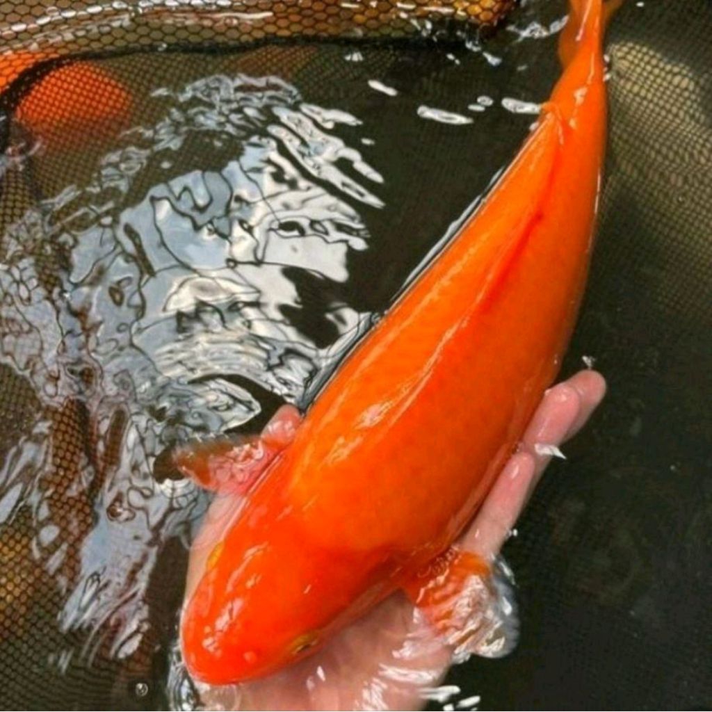 Koi Benigoi Premium 20–25cm | Koi Merah Solid Elegan