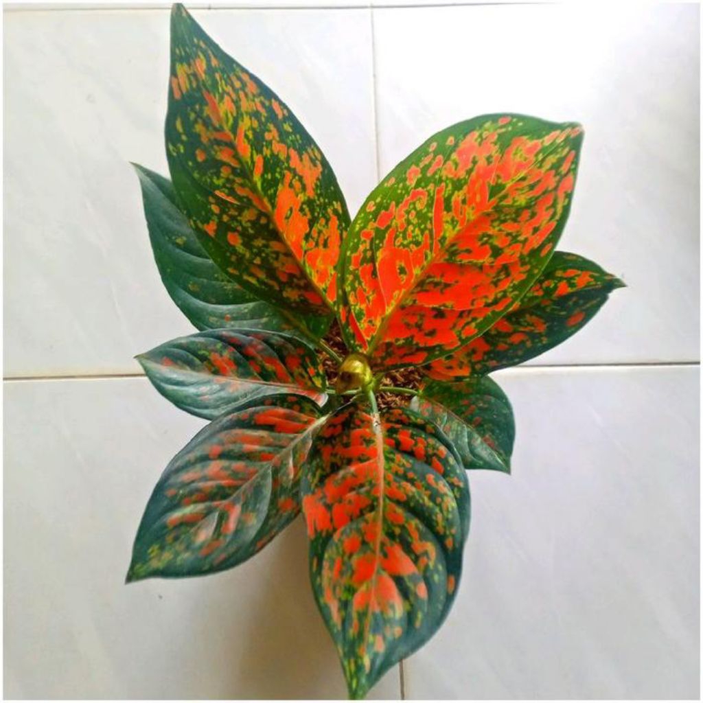 Aglaonema venus - tanaman hias aglaonema venus