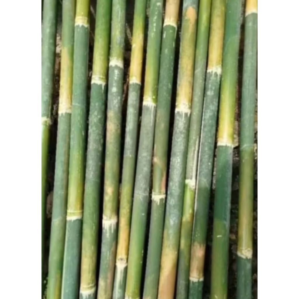 Bambu layangan