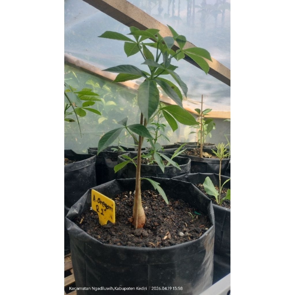 Bibit Adansonia Gregorii (Baobab Gregorii) dari semai biji