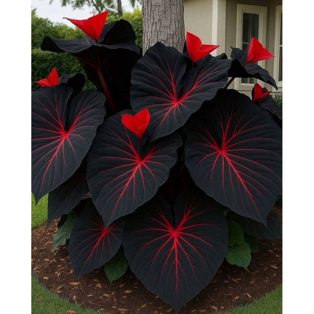 ( BISA COD ) TERMURAH Bibit bonggol caladium import - bibit keladi hidup bunga cantik