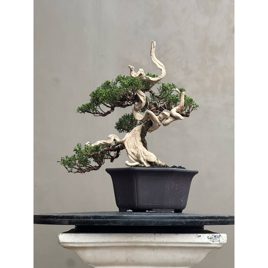 Bonsai cemara sargenti itoigawa (tanuki)