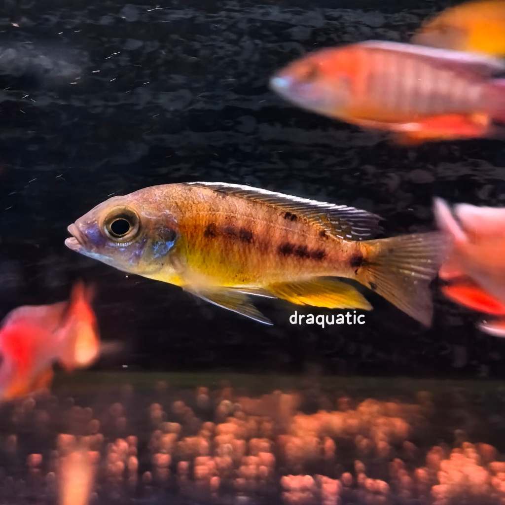 Protomelas Spilonotus Tanzania | Tanzania Hap Cichlid Malawi