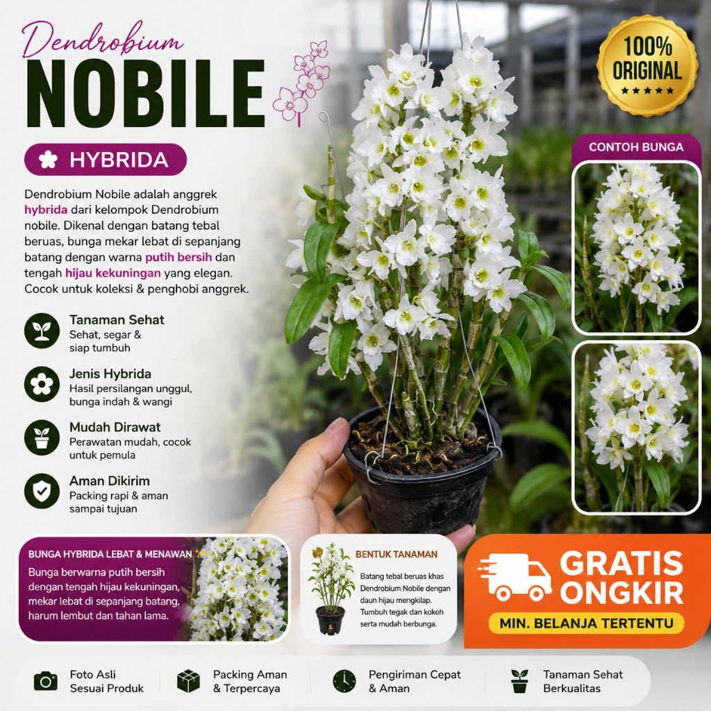 Anggrek Dendro Nobile Spike/Dewasa
