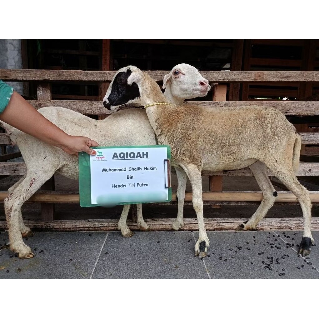 (Kambing Hidup) 2 ekor kambing domba betina BB ± 20 - 22 kg untuk aqiqah anak laki-laki / akikah dll