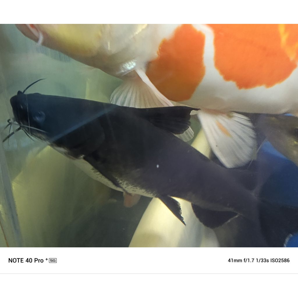 papua shark rare item