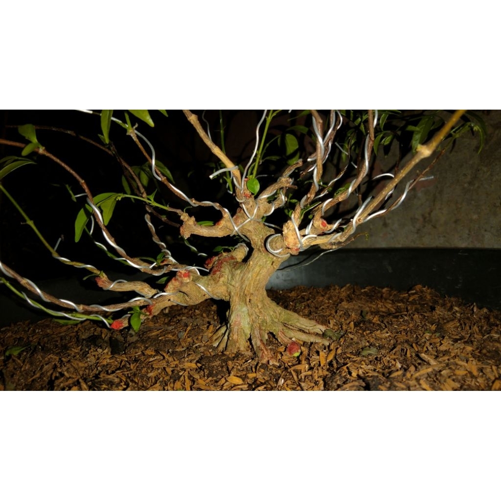 bonsai mame / small anting putri