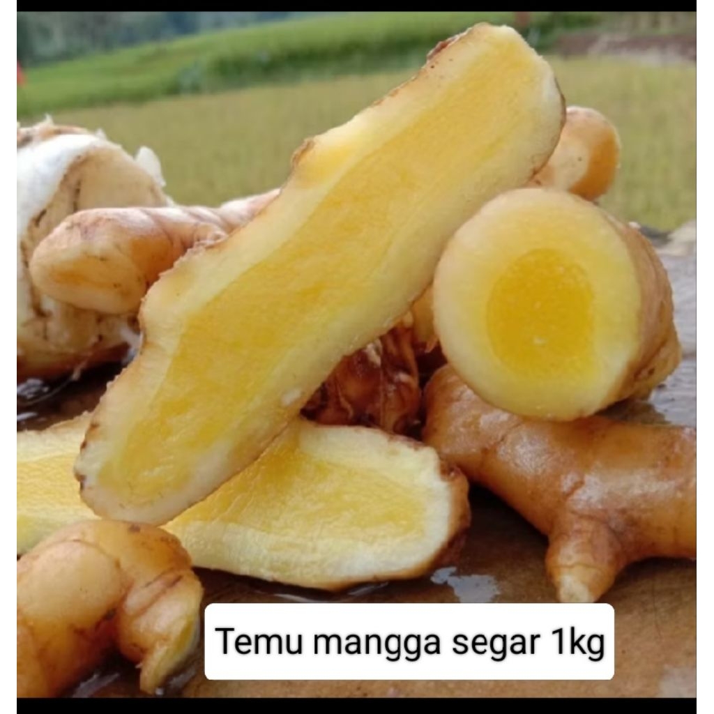 Temu Mangga Segar 1Kg Fresh Panen Pilihan Rimpang Herbal Berkualitas