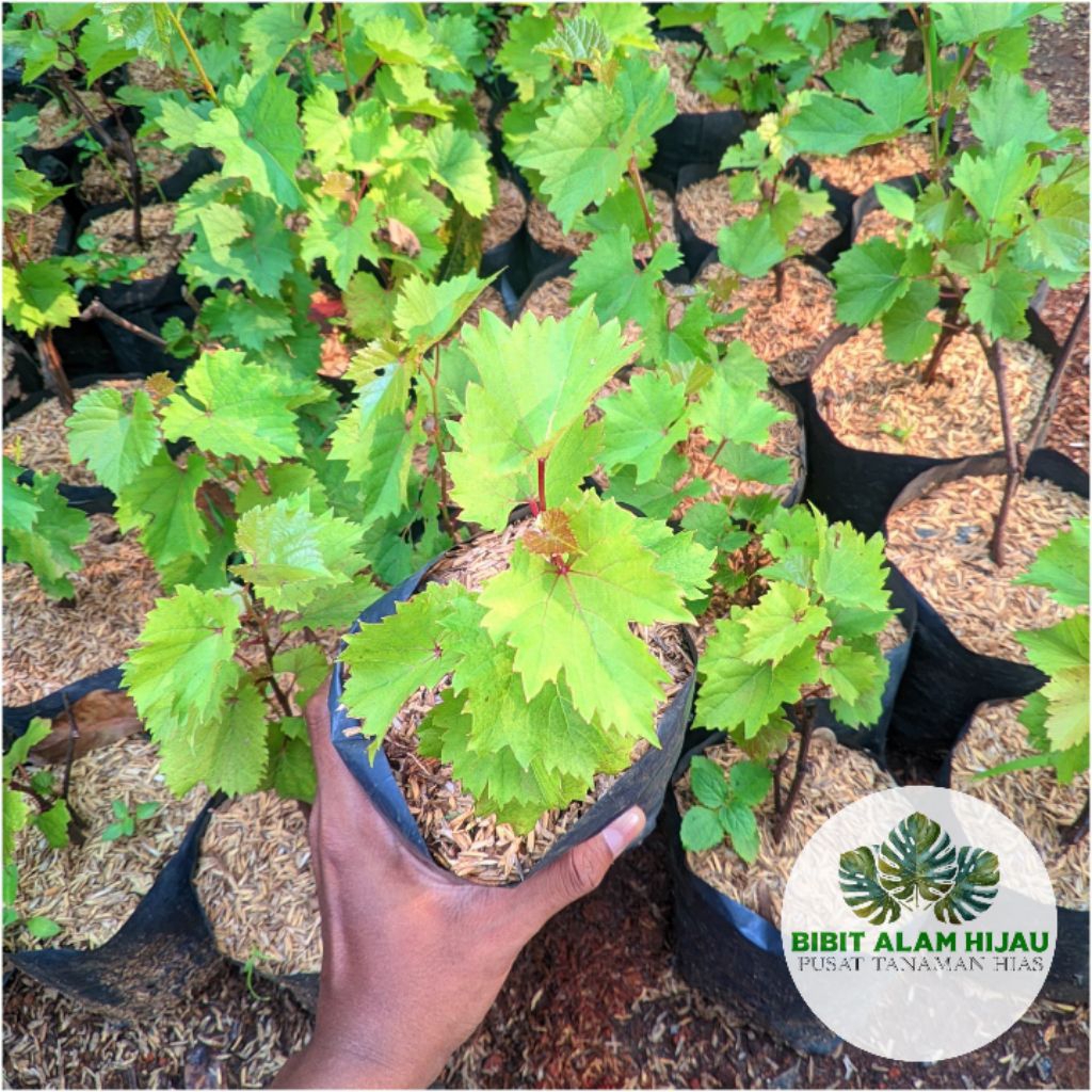 PROMO Bibit Pohon Anggur Tinggi 50cm  - Pohon Anggur Jupiter - Bibit Pohon Buah Anggur