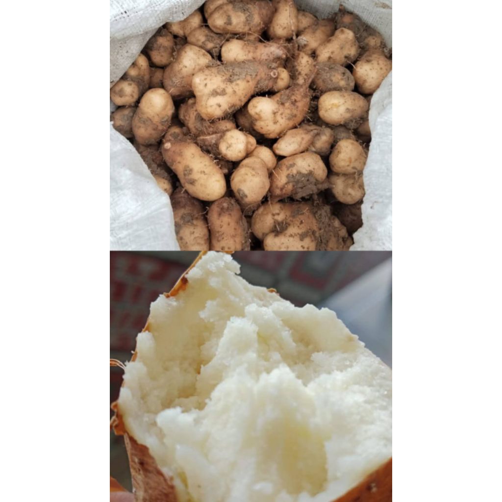 Ubi Gembili Ketan Kemas 1kg Murah
