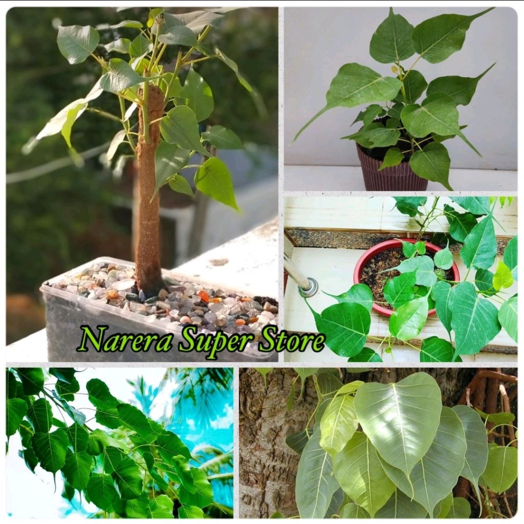 PeePal Tree Pee Pal Pohon Daun Bodhi Budha Bodi Ficus Religiosa Bonsai