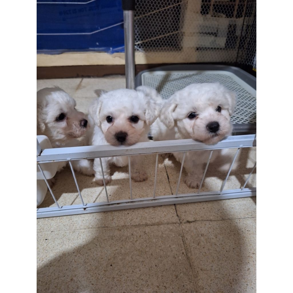 puppy bichon turunan import lucu cute