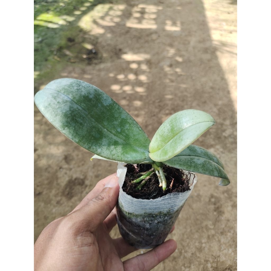 Remaja Anggrek Stuartiana x Kapuasensis Bibit Anggrek Bulan Phalaenopsis bunga primary hybrid Silang