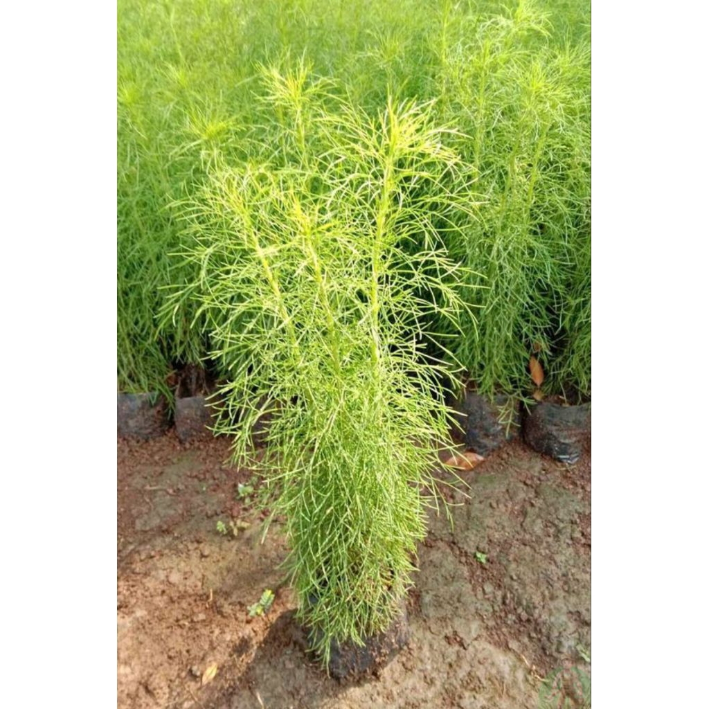 Pohon Cemara Air/ Tanaman Cemara Air/ Tanaman Hias Pagar/ Pohon Cemara Air Murah