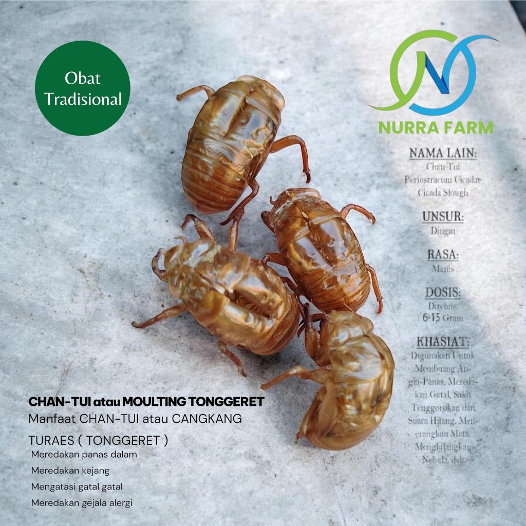 CHAN TUI – Cangkang Turaes - Cicada Slough - Periostracum Cicadae HERBAL Moulting Tonggeret Per 10 G