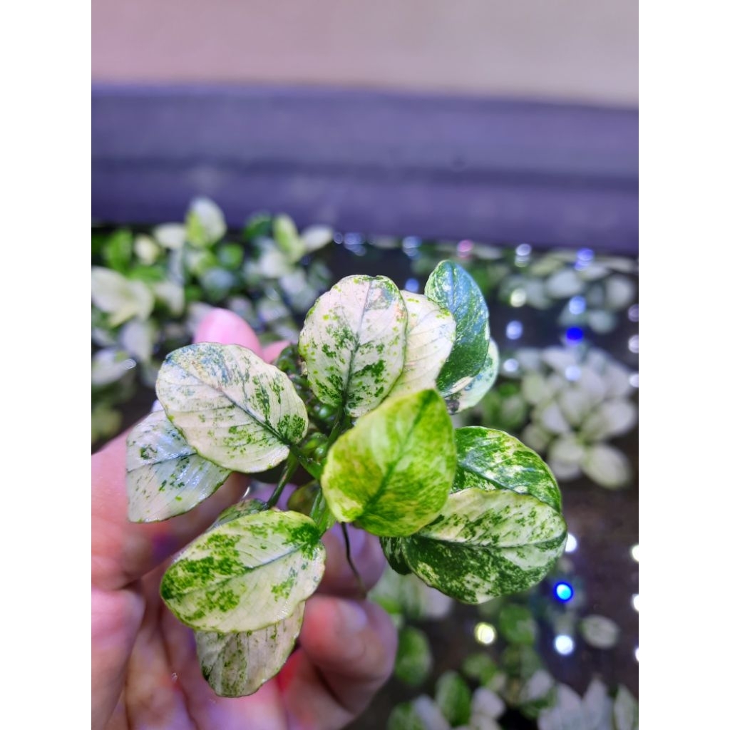 Anubias Pinto