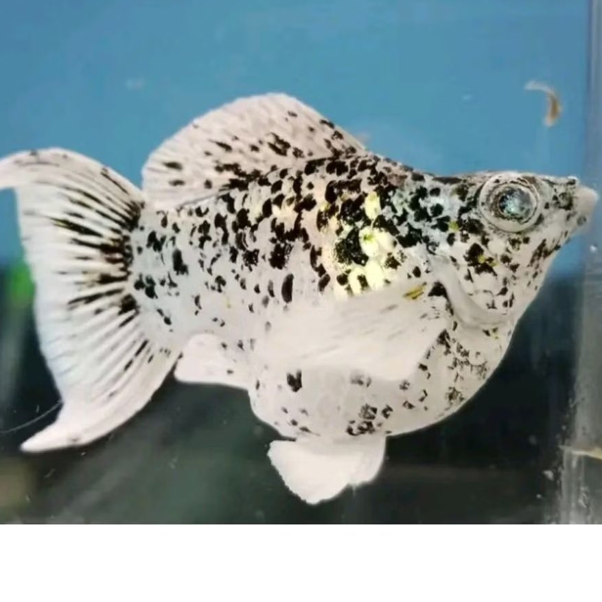 Molly Balon Marble Premium High Quality Size Indukan Hiasan Aquascape Berkualitas - villain(farm)
