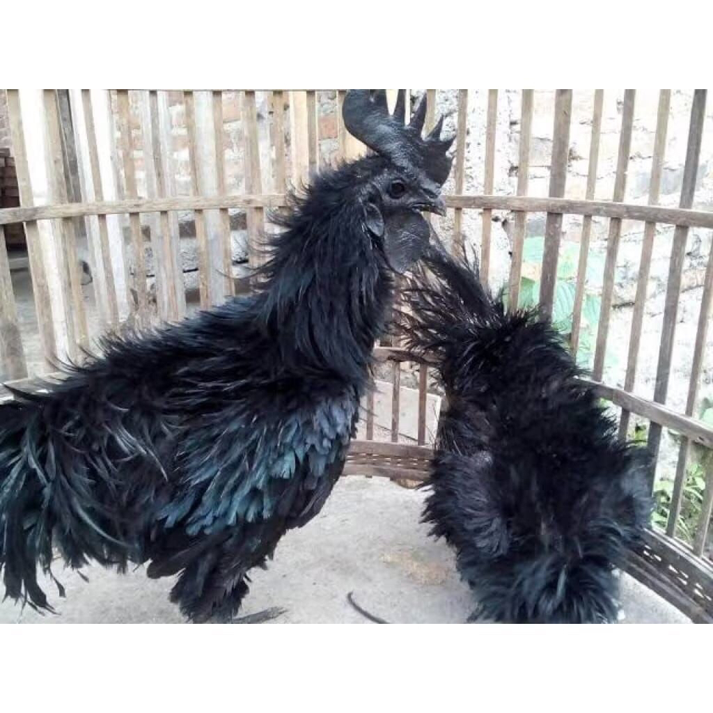 Ayam Walik cemani Pilihan Rawatan indukan