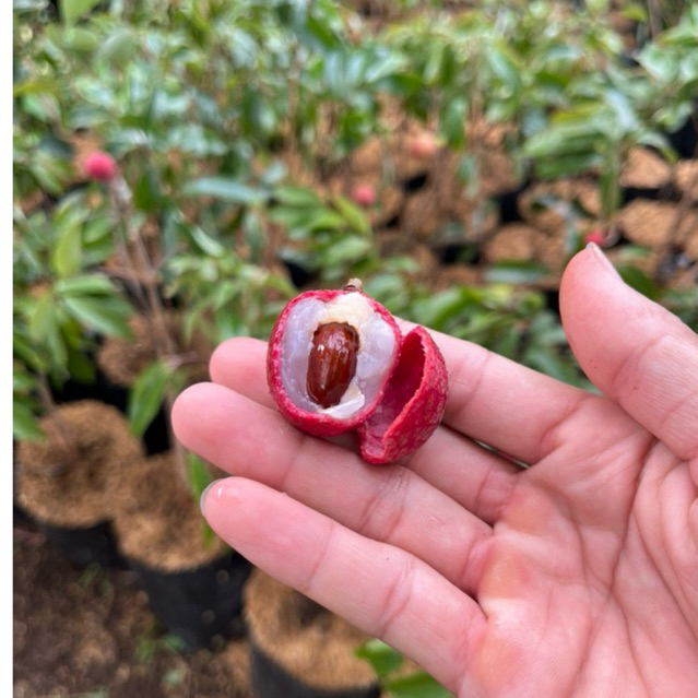 Bibit Tanaman pohon Leci Merah / Leci Kom