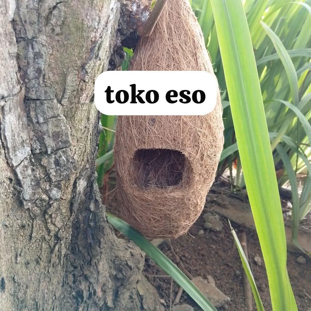 sarang burung lovebird glodok burung murai parkit manyar sarang telur burung