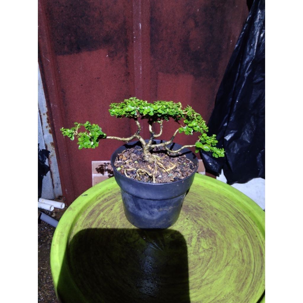 bonsai mini shito mame sancang