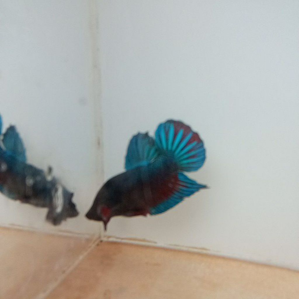 Ikan Cupang Bagan Aduan