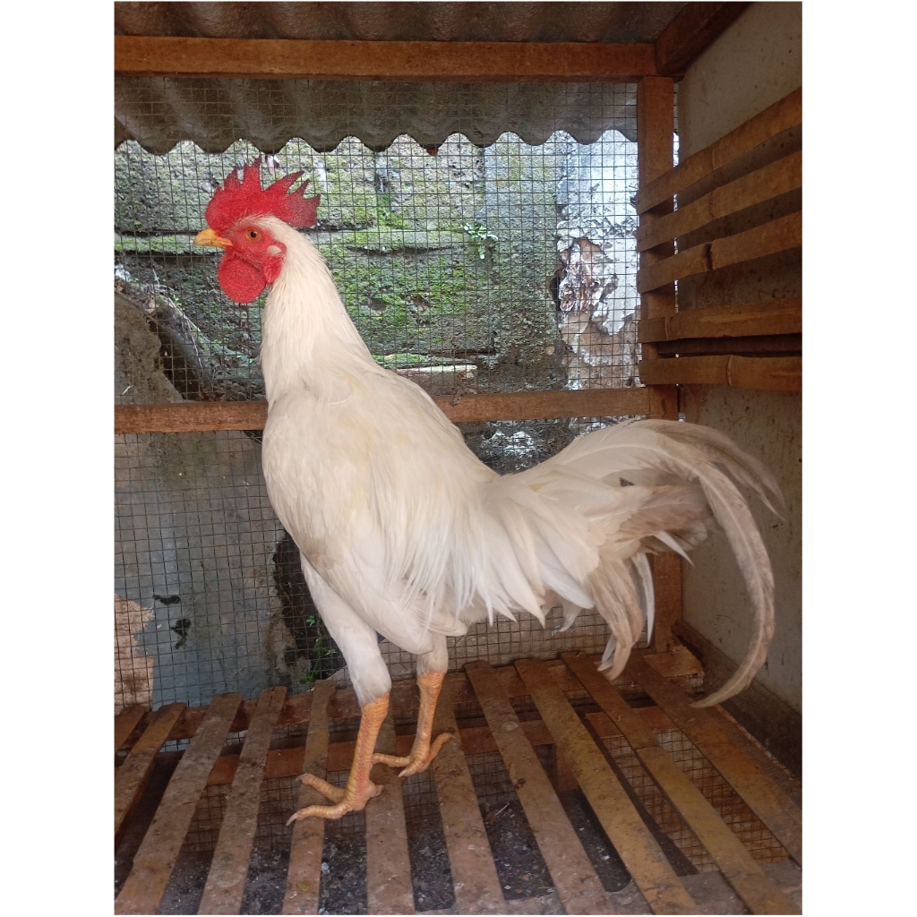 Ayam kampung putih jantan jago muda di jakarta