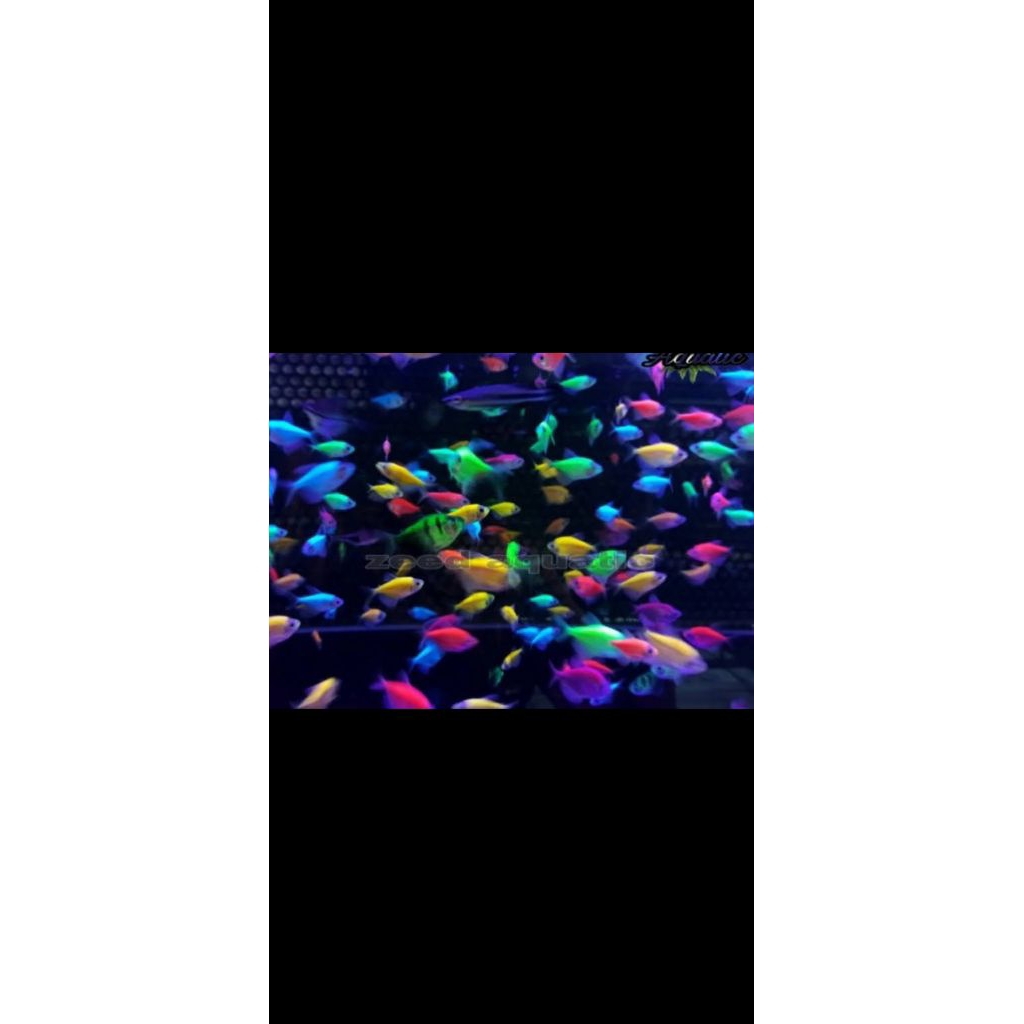 Paket 50 ekor Glowfish Tetra
