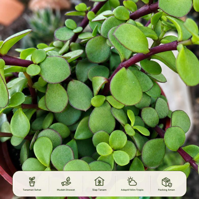 Sukulen Portulacaria Afra Hijau