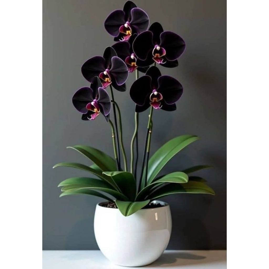 Anggrek Bulan Pasca Berbunga Purple Black