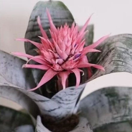 bromelia fasciada bromelia giant silver