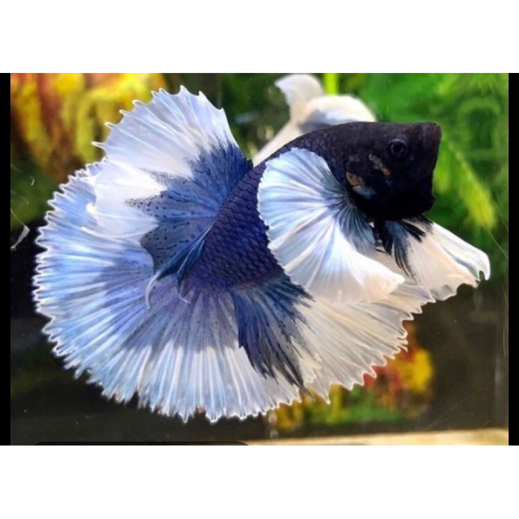 Male dan Female Halfmoon Dumbo ear