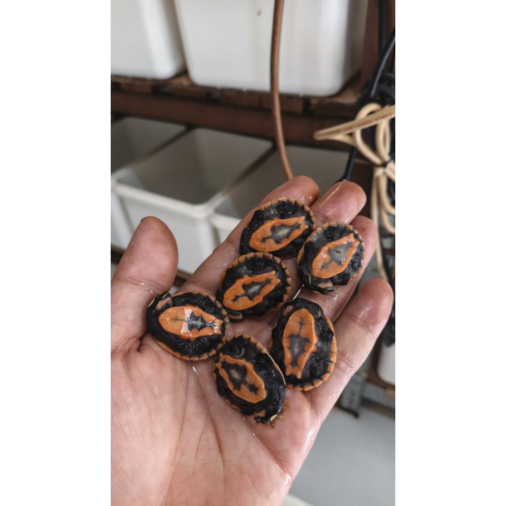 PELET DAMER / KURA KURA DAMER / DADA MERAH