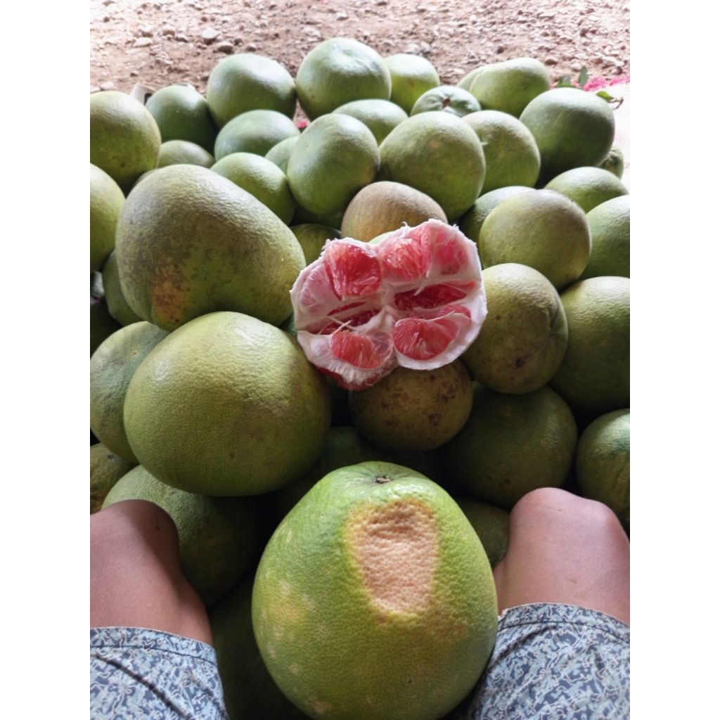 pamelo madu muria