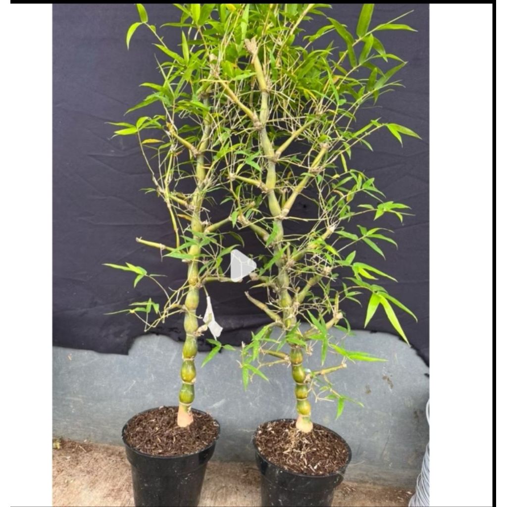 Bambu nagin bambu tasbih bambu kodok plus pot