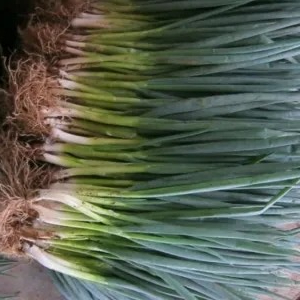 Daun Bawang 1kg