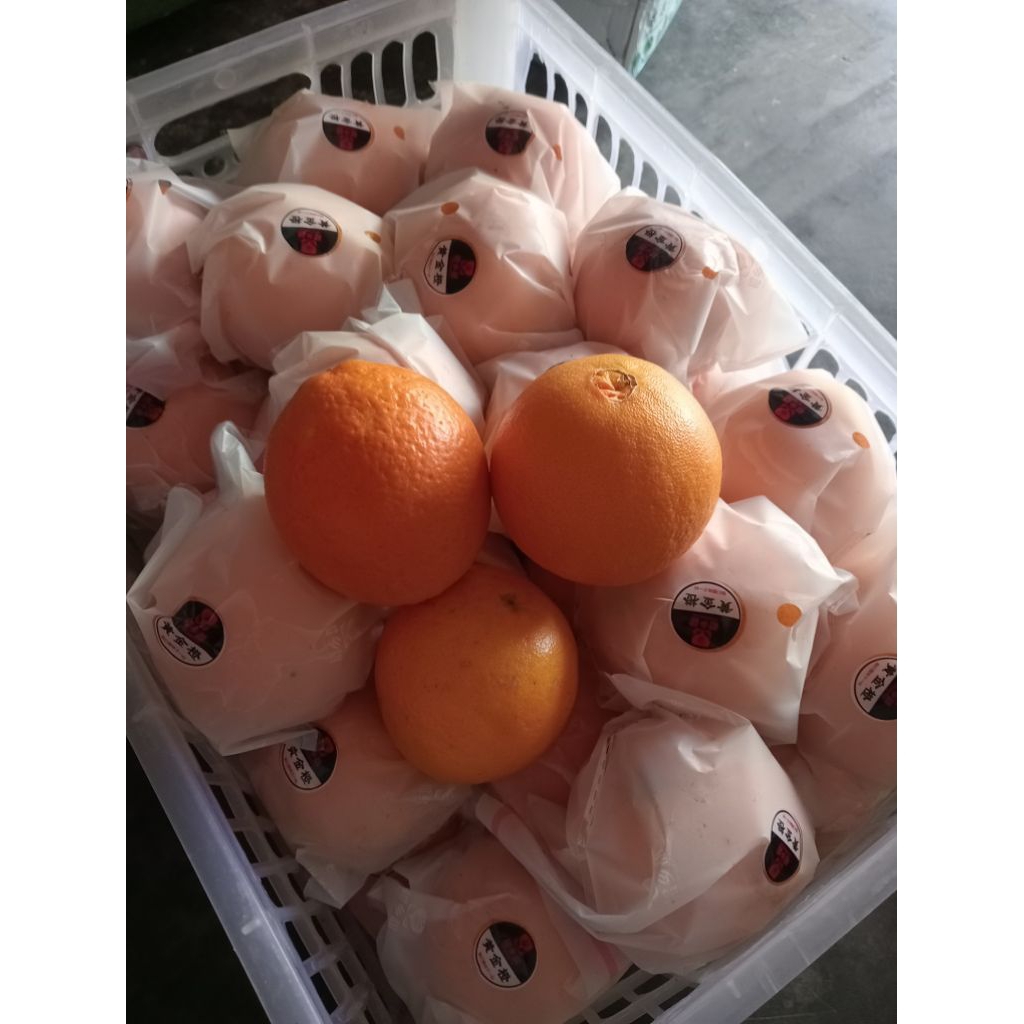 Sunkist navel
