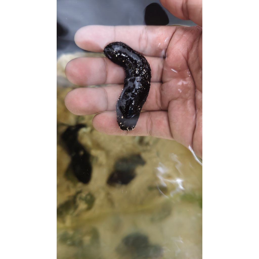 teripang hitam cleaning crew pasir bagus efektif aquarium laut hias