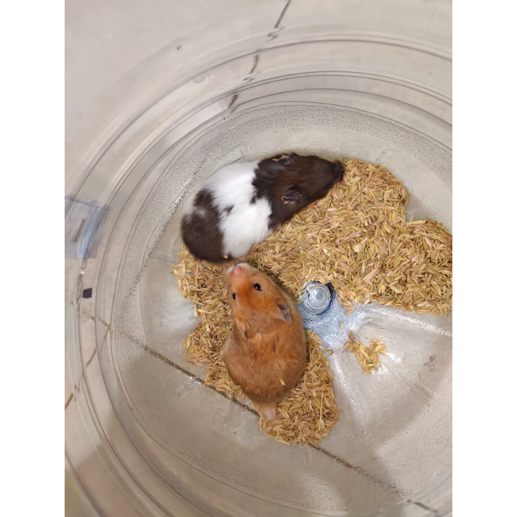 Hamster Syirian Indukan Sepasang