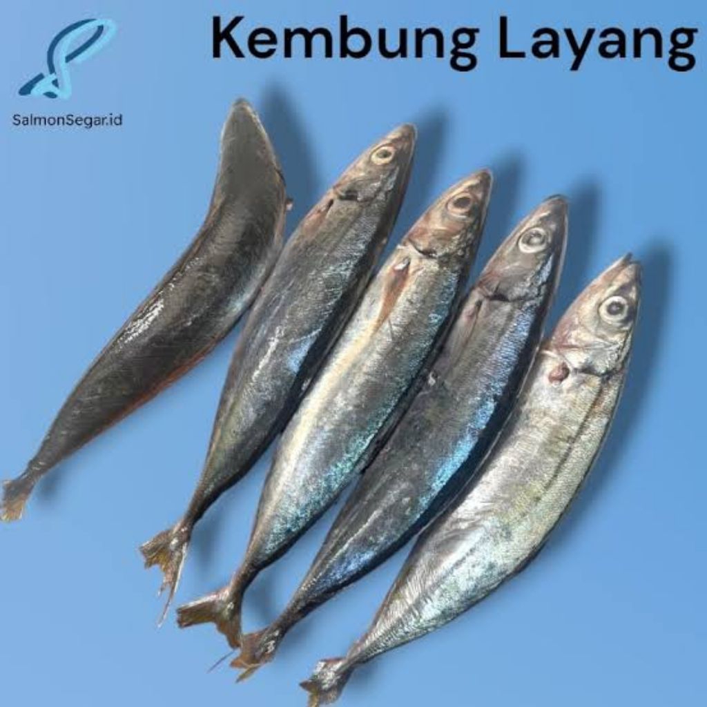 Ikan Kembung Layang