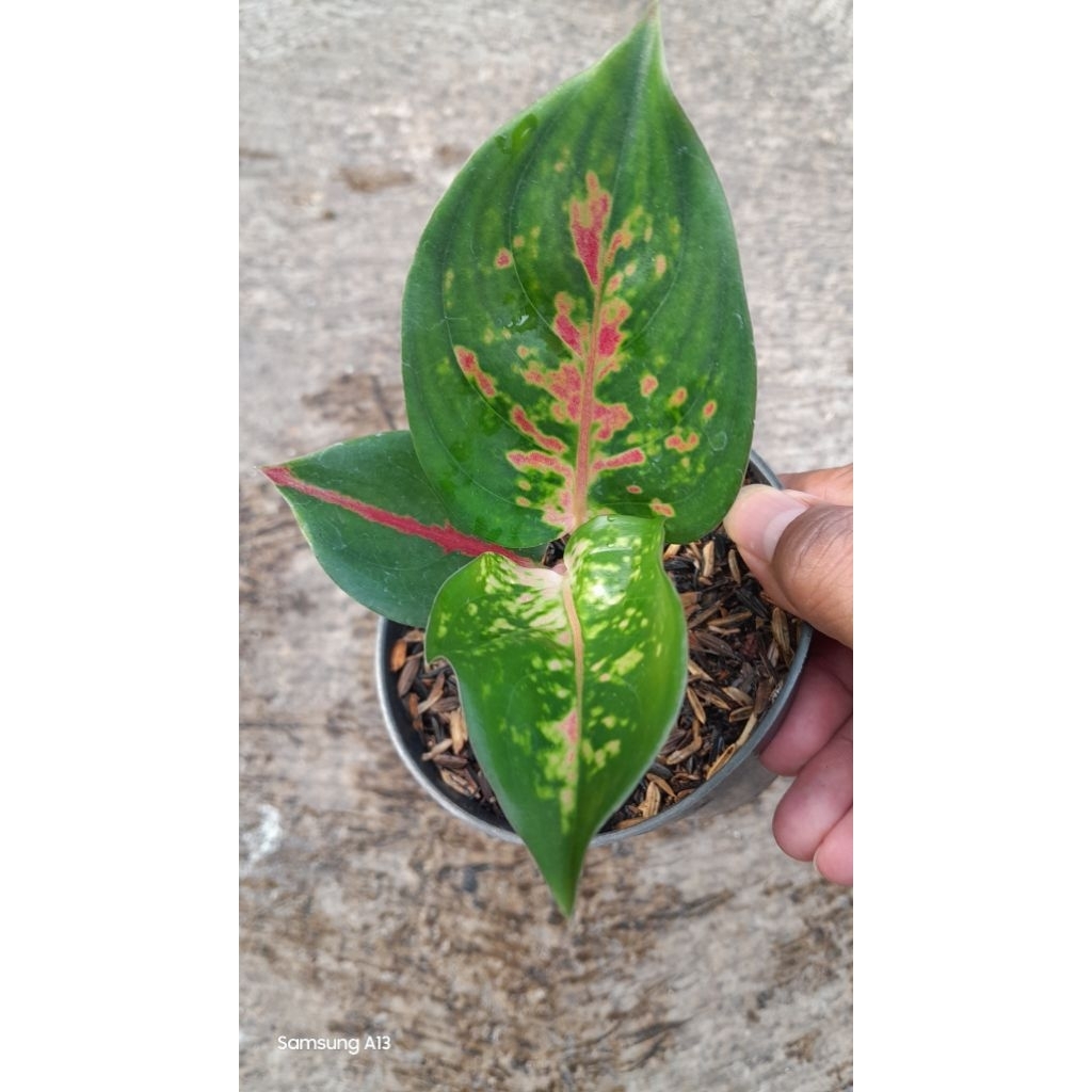 Aglonema Kocin Brownies (Size Baby) (2)