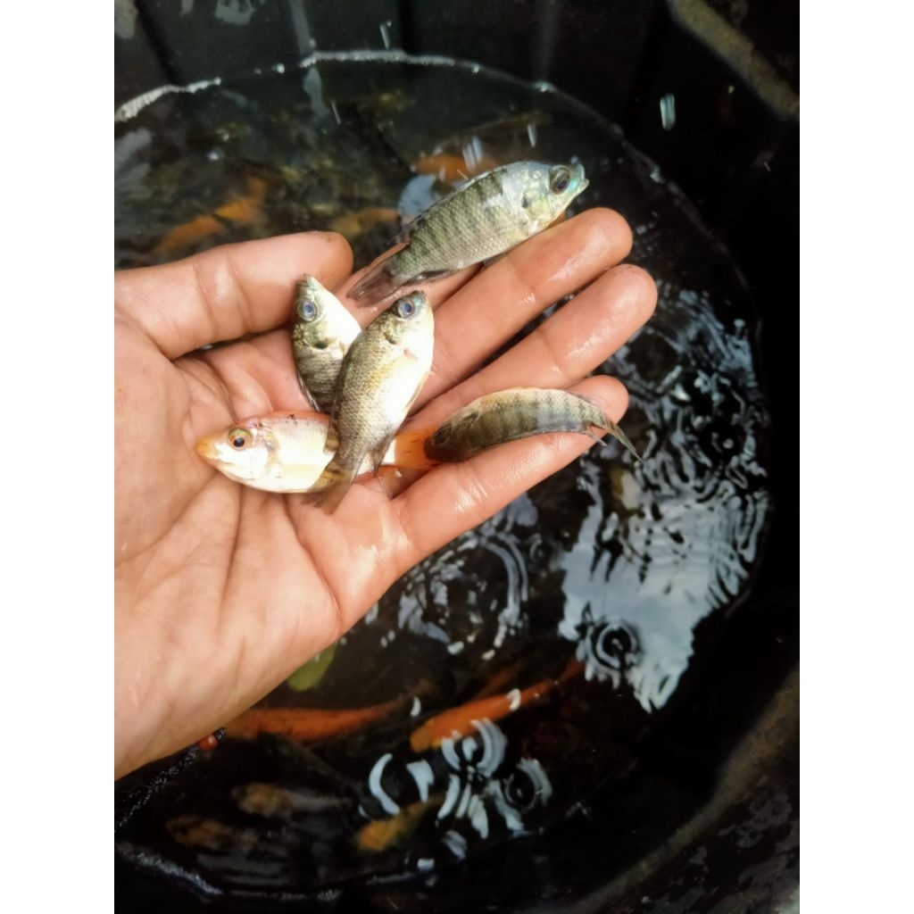 Benih Ikan Nila Merah Nila Hitam 50 ekor ukuran Jempol Benih Ikan Nila Merah dan Hitam Berkualitas