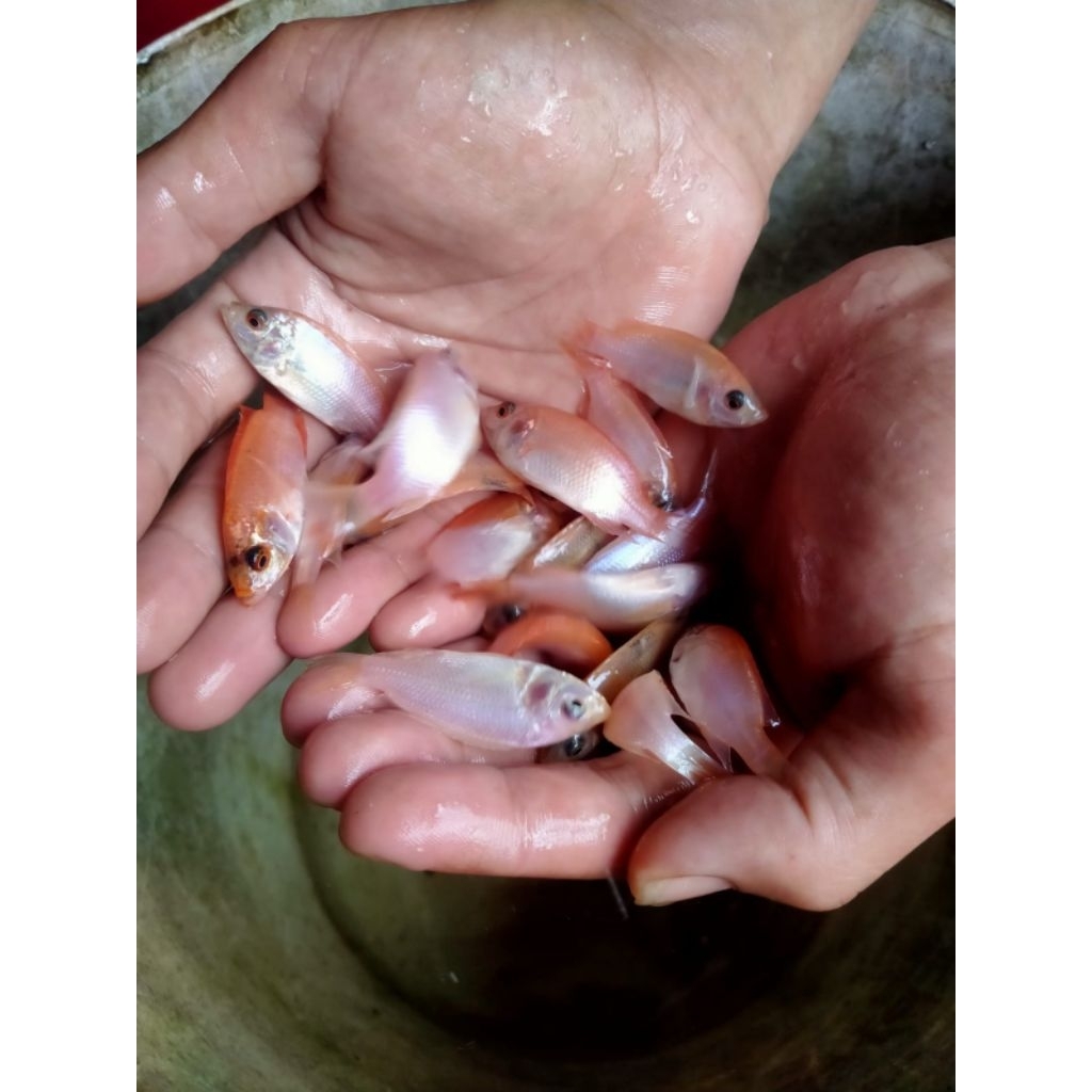 Ikan Muji / Nila Hitam Nila Merah Isi 50 ekor ukuran jempol Bibit Ikan nila NilaMerah Hitam Benih Be