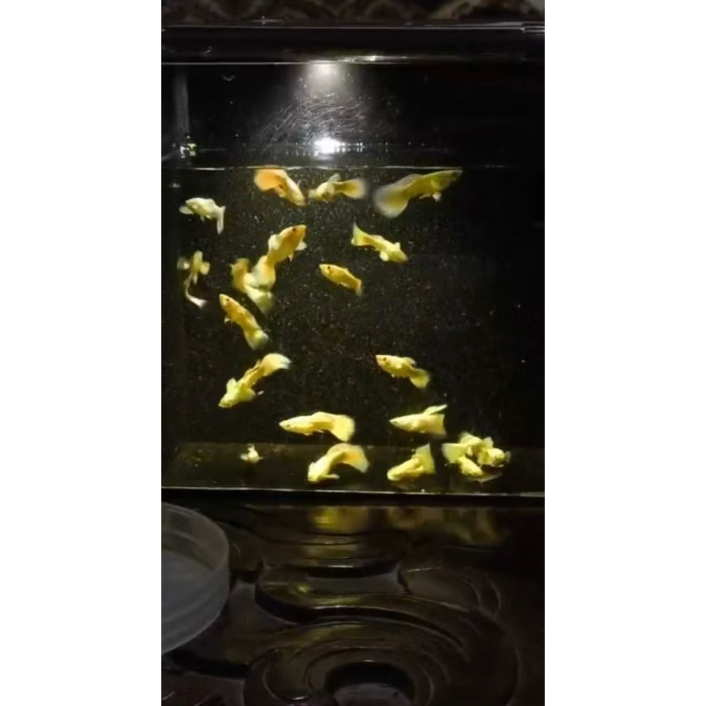 IKAN GUPPY JENIS FULL GOLD SEPASANG, MUDAH DIBUDIDAYAKAN