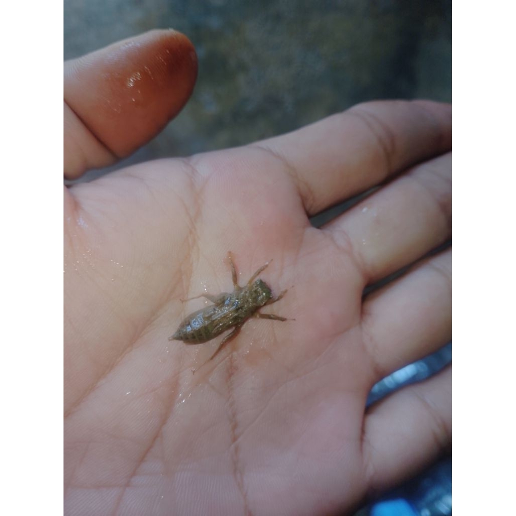 larva capung umpan mancing per 30 ekor