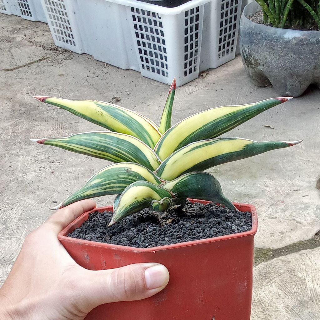 sansevieria rorida varigata besar