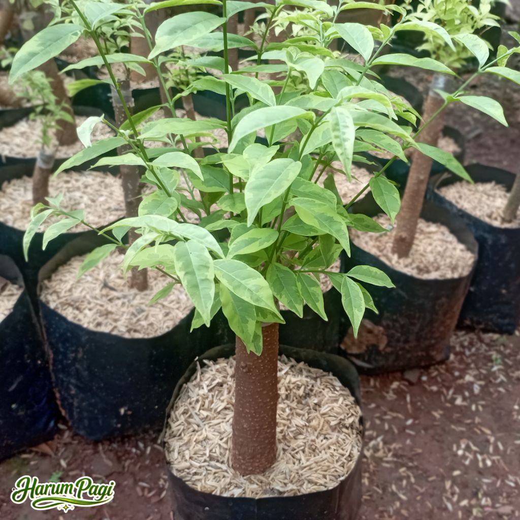 ANTING PUTRI VARIGATA/BAHAN BONSAI ANTING PUTRI TANAMAN HIAS ANTING PUTRI TINGGI 25/30 CM