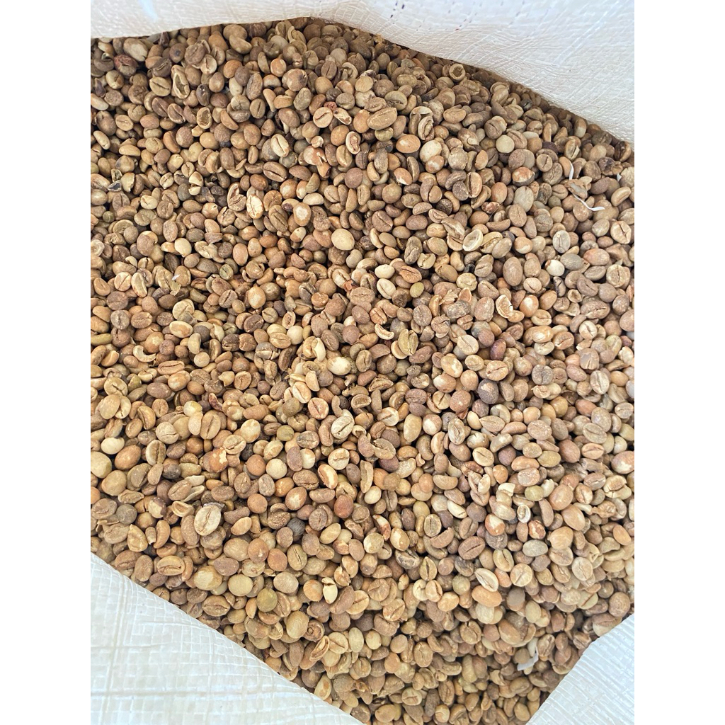 Green Bean Robusta Sidikalang Grade Asalan
